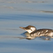 Common Murre